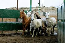 Saving The Mustang, North America's Horse On The Brink